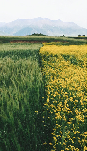 Campo